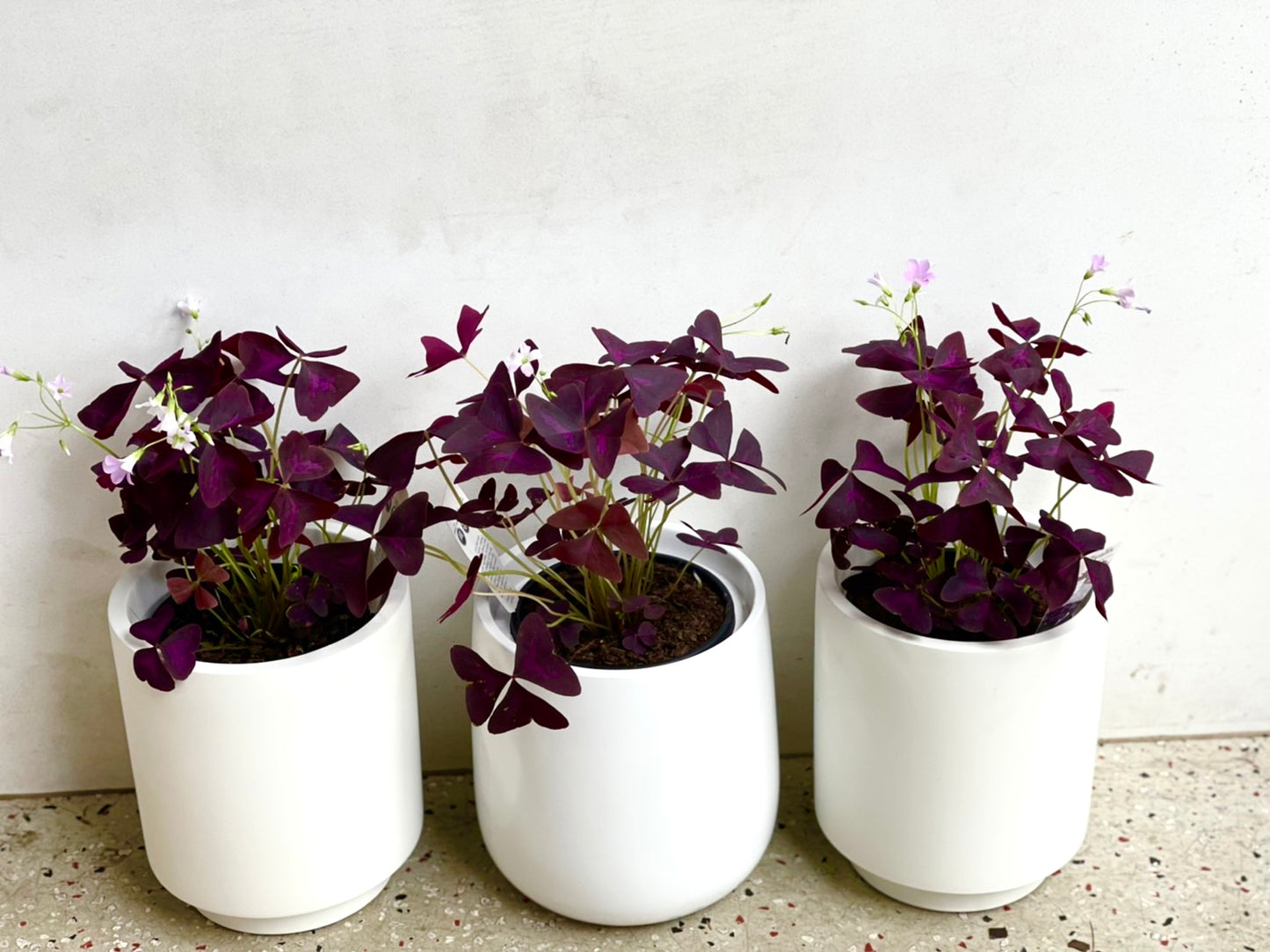 Rare Plant Oxalis triangularis 130mm pot (Pick up/delivery)