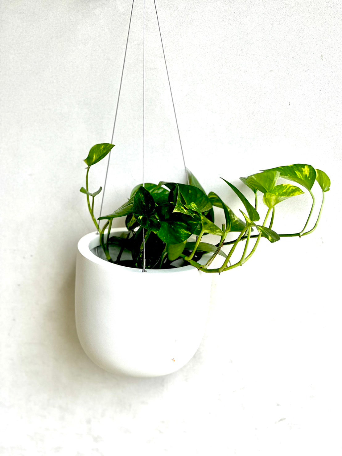 Devils Ivy Green and Gold 120mm pot (Pick up/delivery)