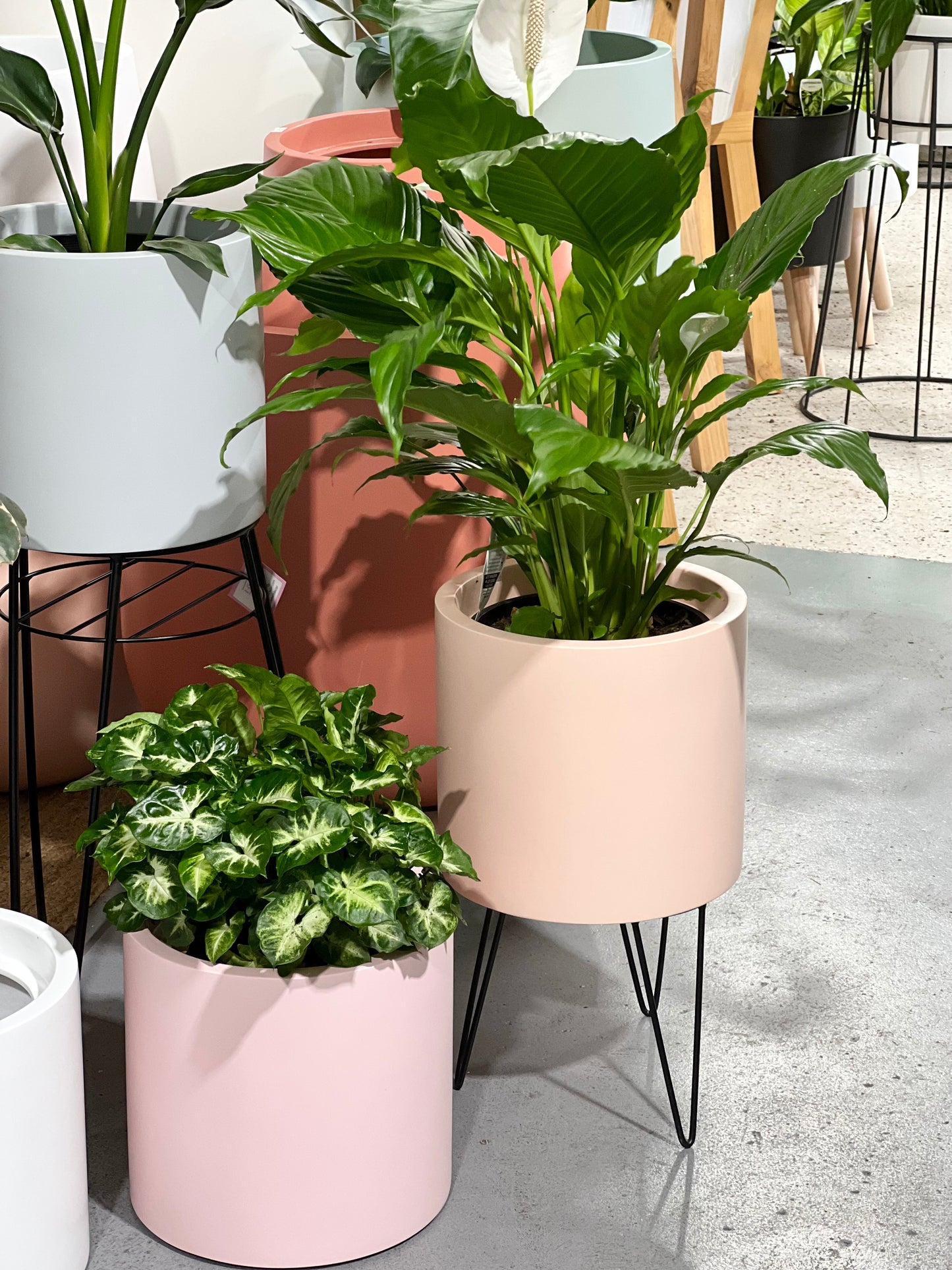 NY Candy Day Lightweight Pots  (Pick up/Delivery)