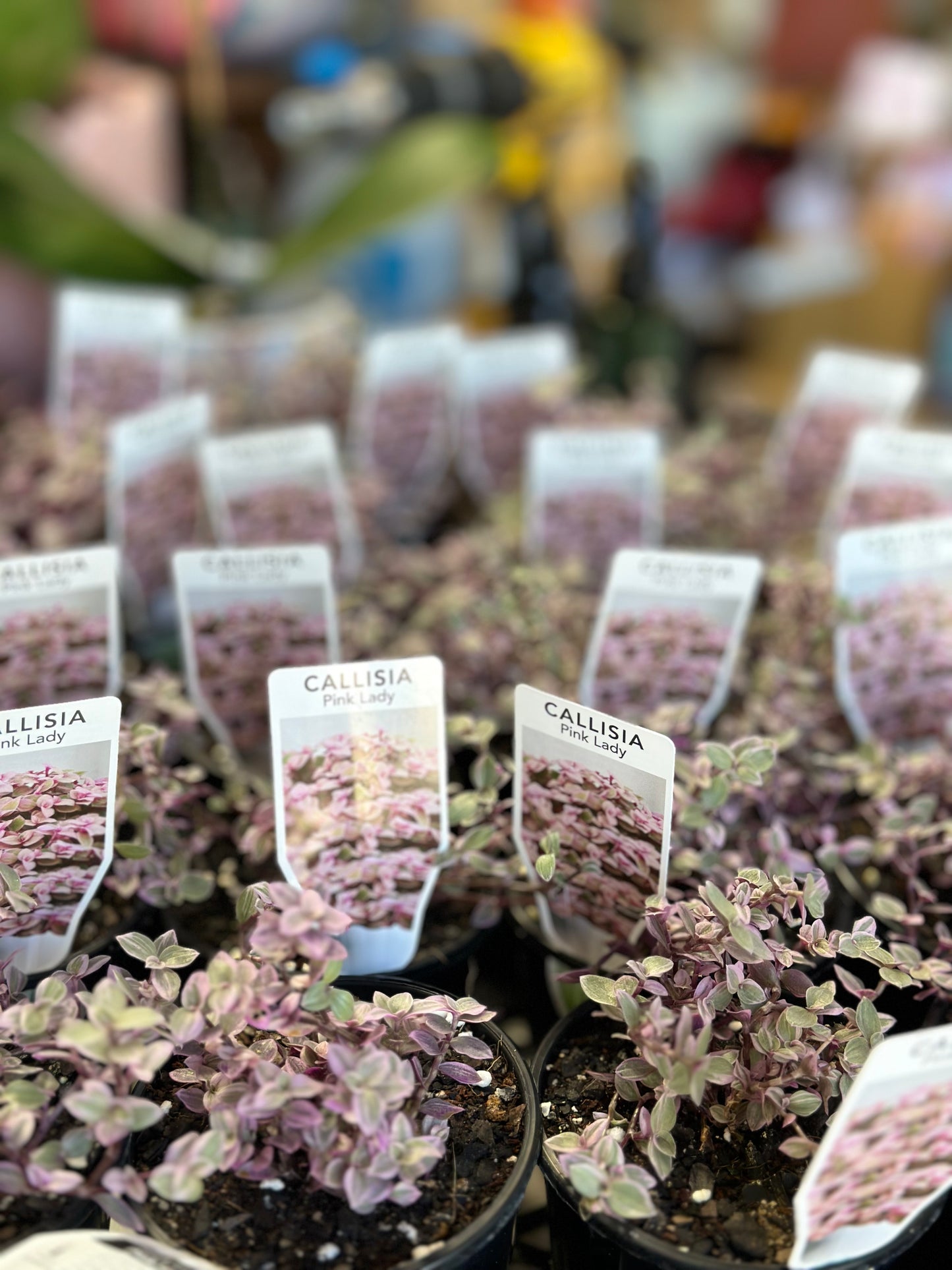 Pink lady plant 100mm (pickup/delivery)