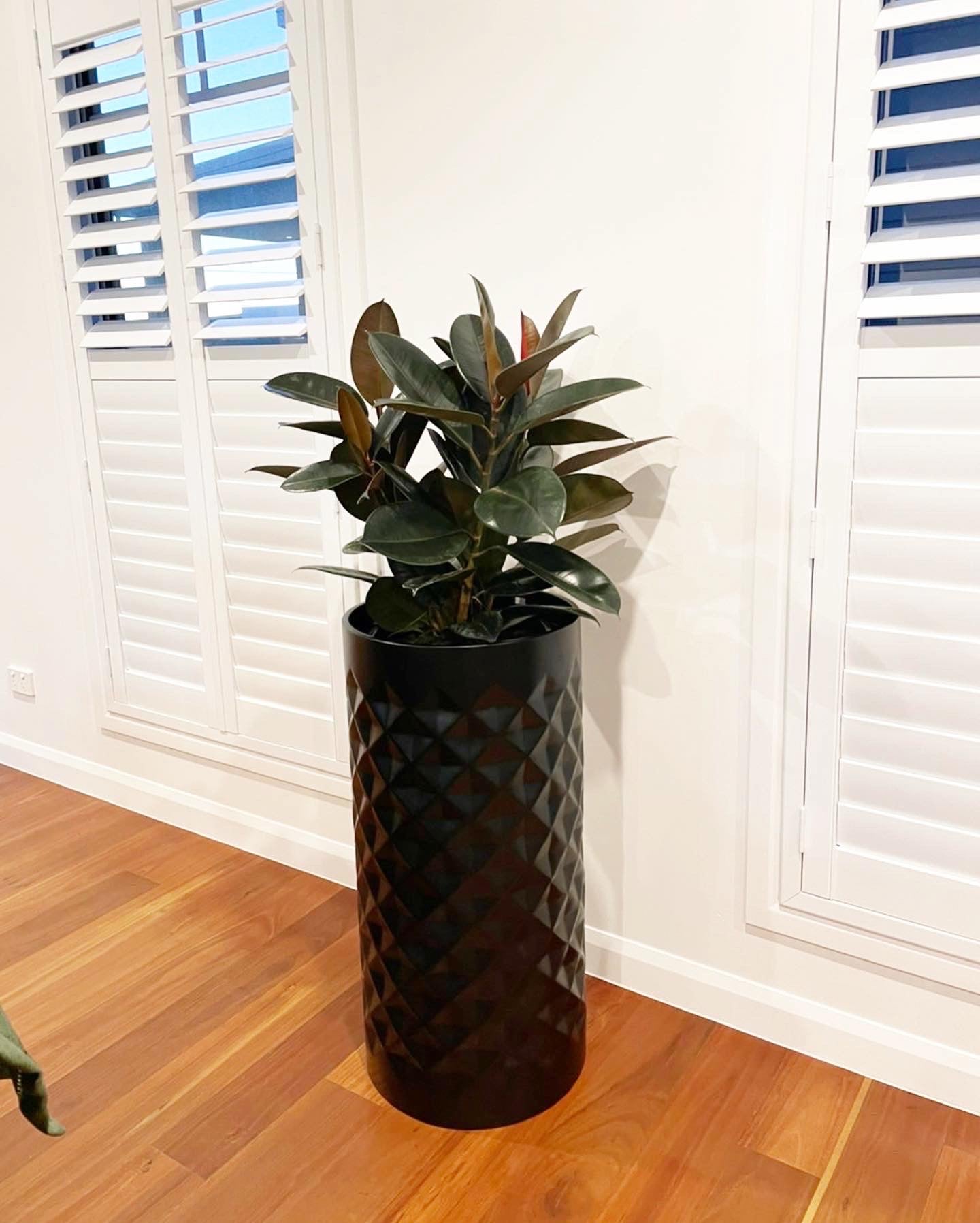 Rubber Plant Burgundy 250mm (pickup/delivery)