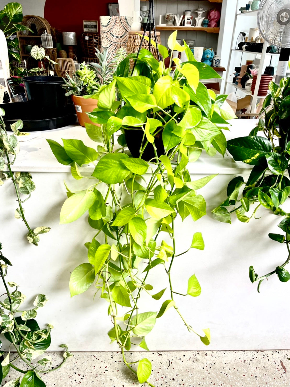 Devils ivy pothos neon 200mm hanger (Pick up/delivery)
