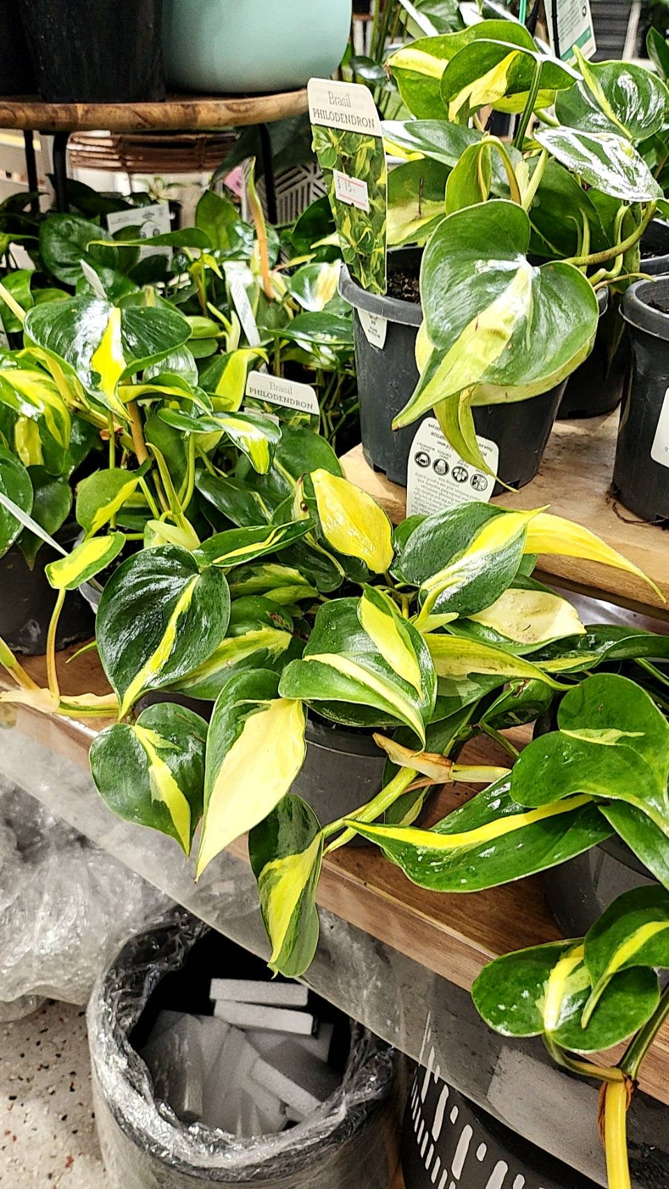 Philodendron Brasil 130mm pot  (Pick up/delivery)