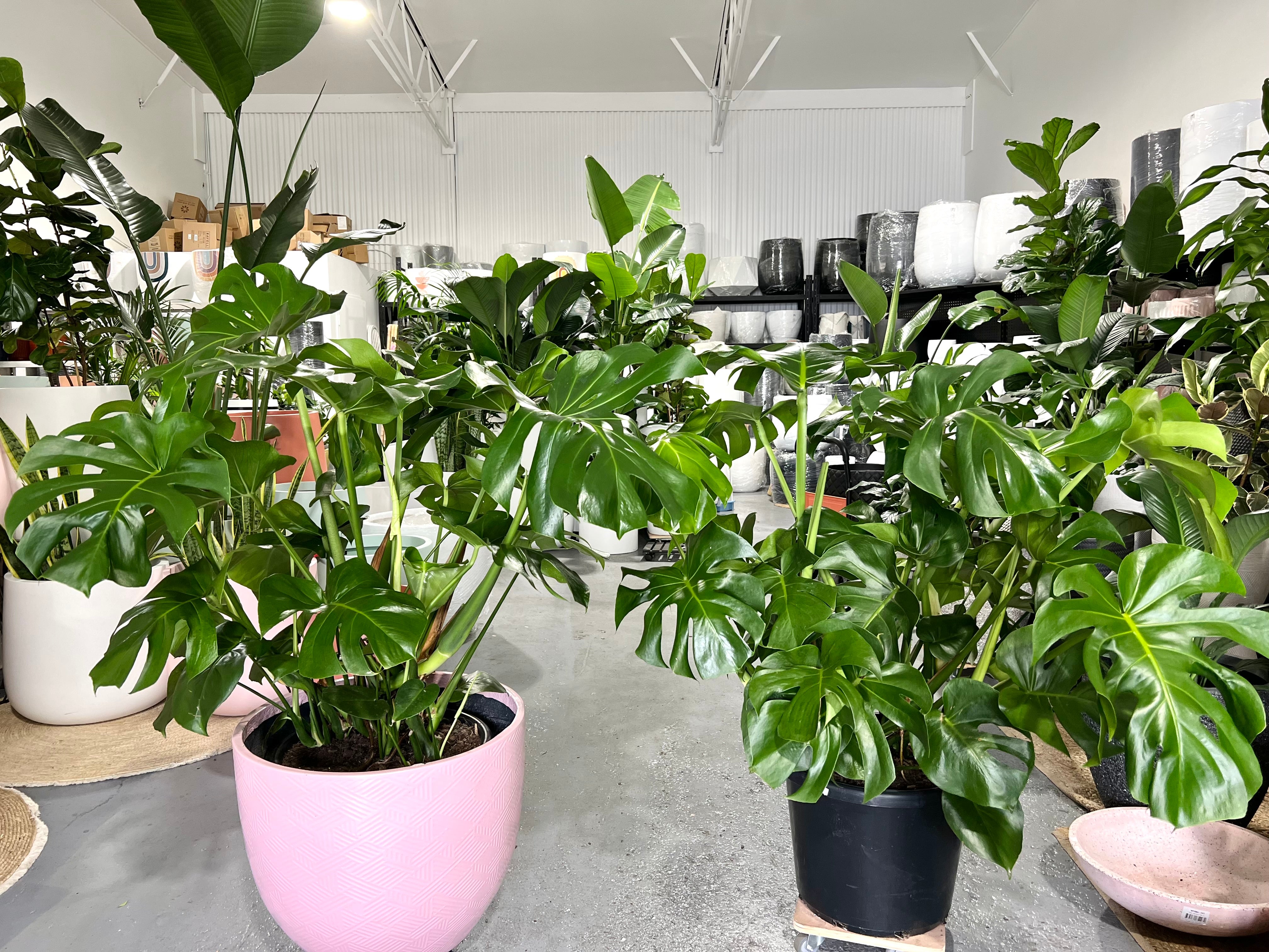 xxl monstera deliciosa XXL Monstera Deliciosa Plant 400mm (pickup/delivery) – Little Leaf Decor