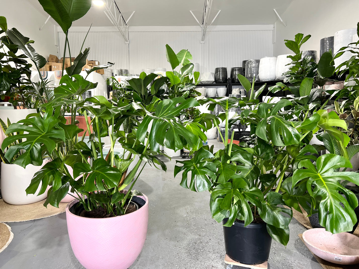 XXL Monstera Deliciosa Plant 400mm (pickup/delivery)
