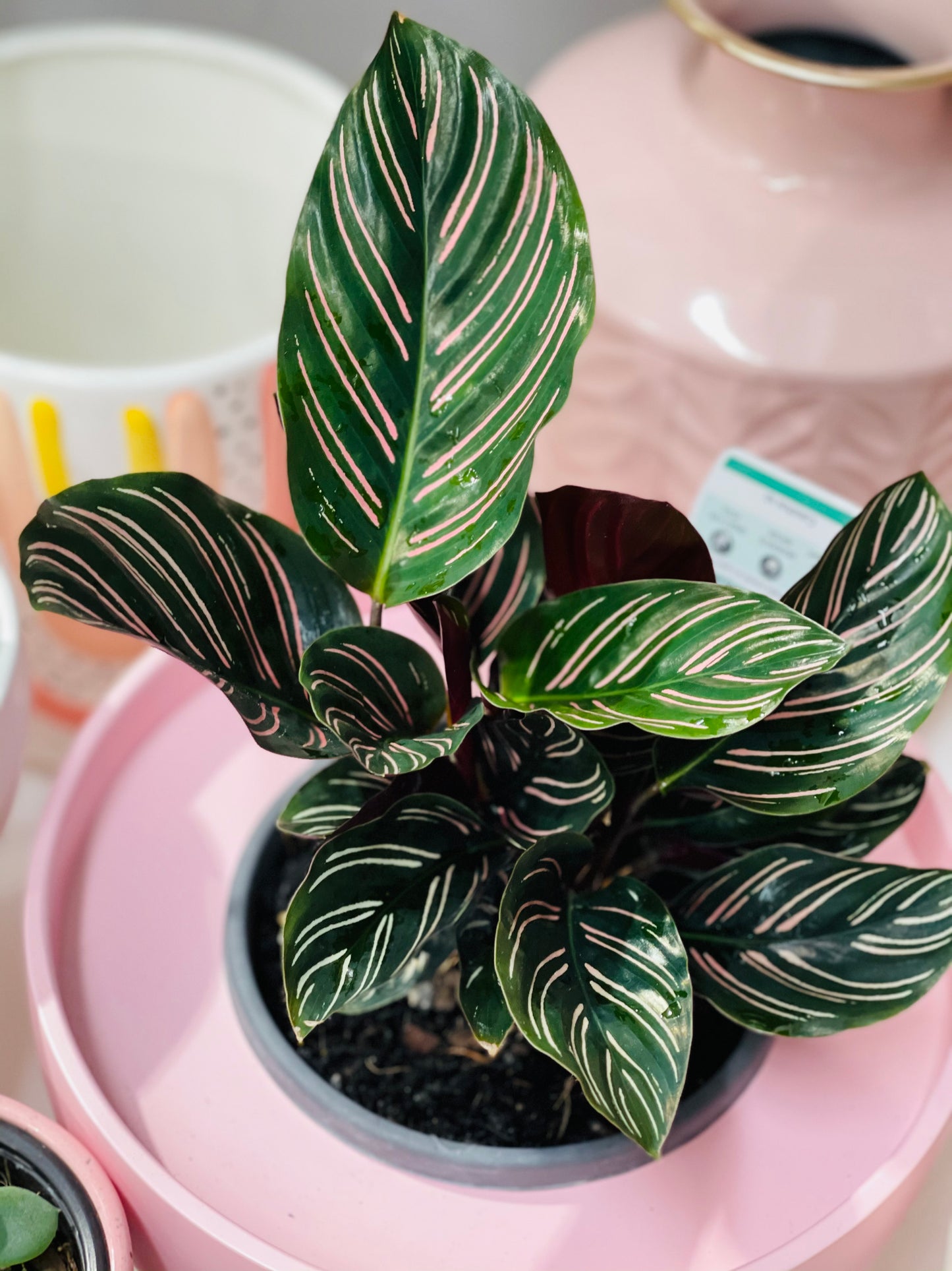 Calathea Ornata 130mm pot Indoor Plant (Pick up/delivery)