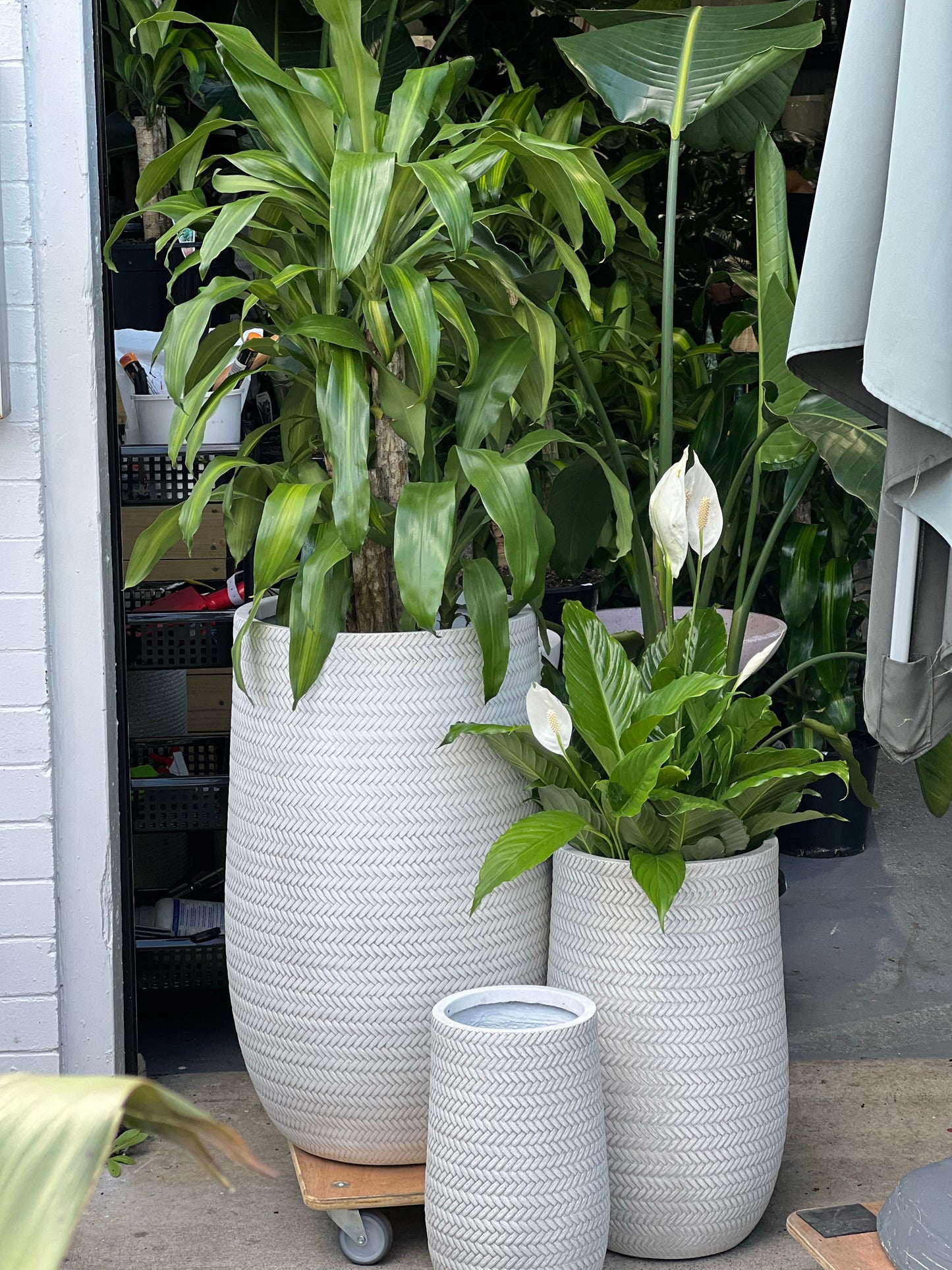 Bamboo U pots White (Pick up/Delivery)