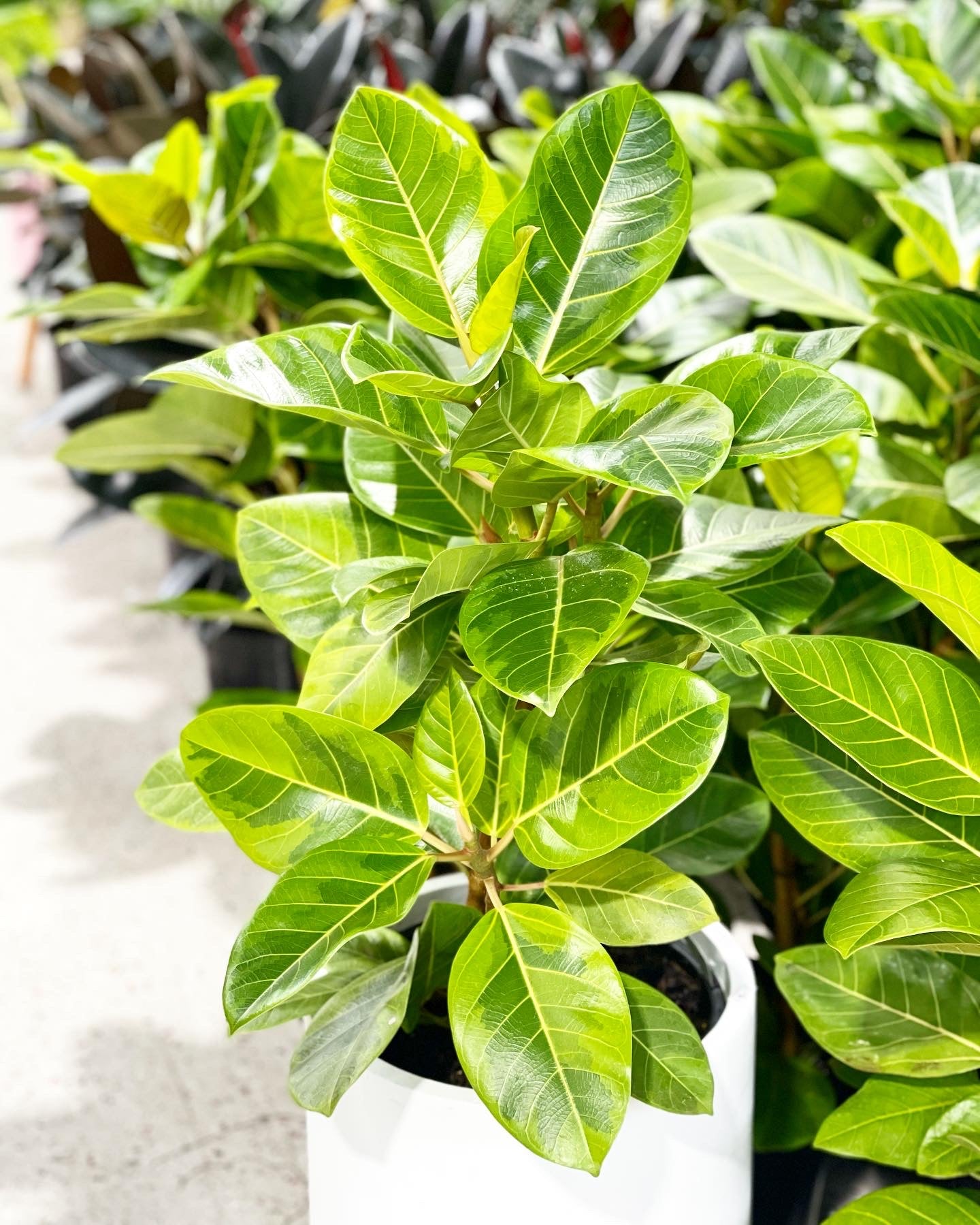 Rubber Plant Tineke Lime 200mm (pickup/delivery)