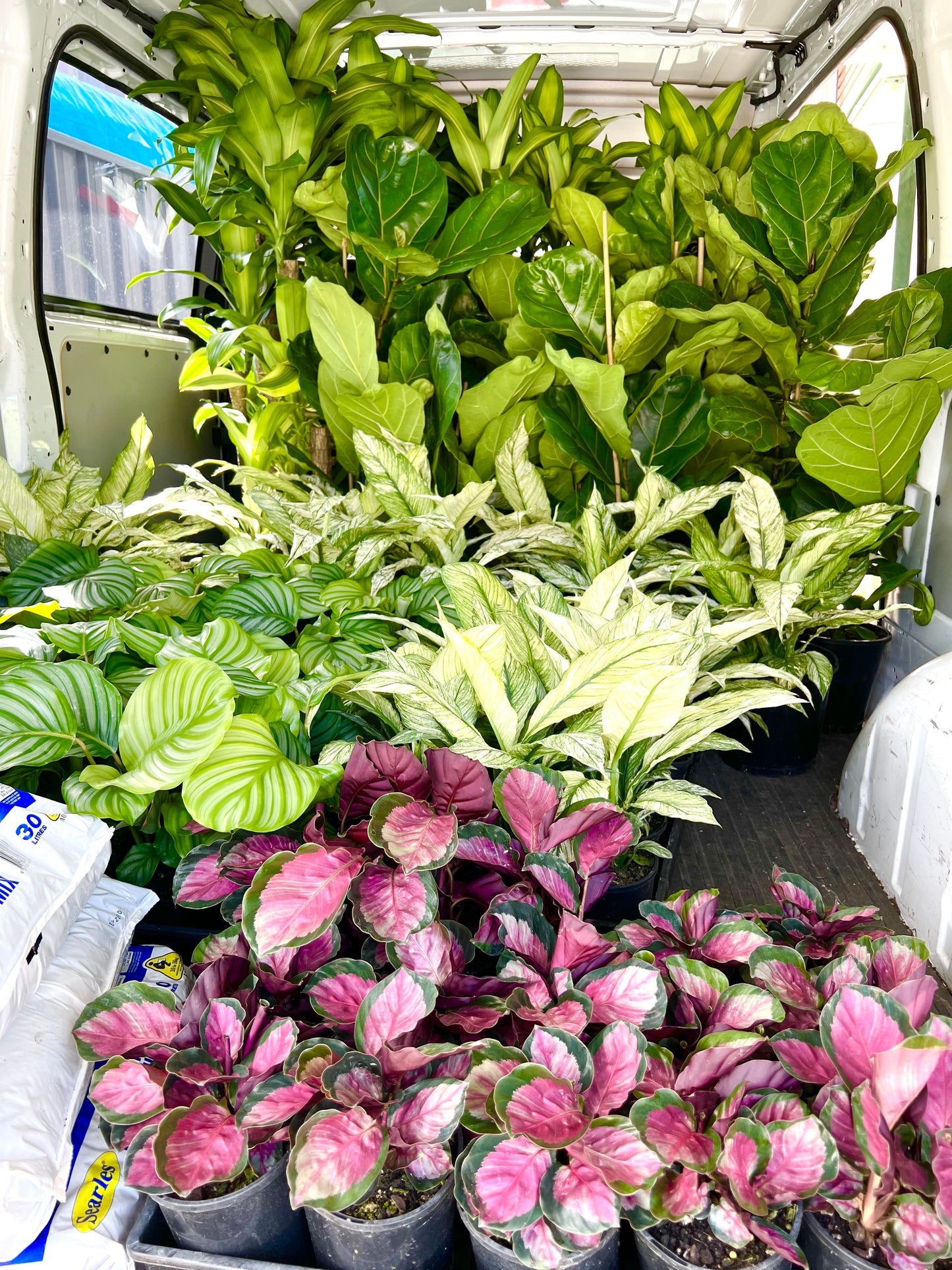 Calathea Rosy 125mm pot Indoor Plant (Pick up/delivery)