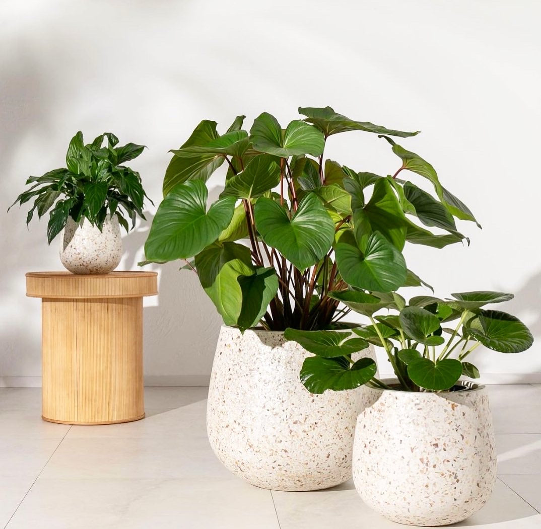 NY Monza In Cream Pot( pickup/delivery )