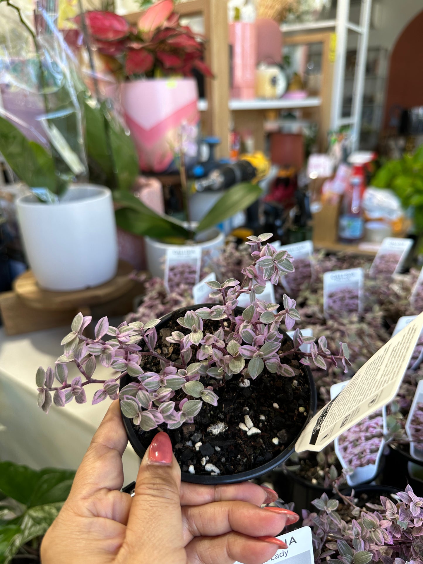 Pink lady plant 100mm (pickup/delivery)