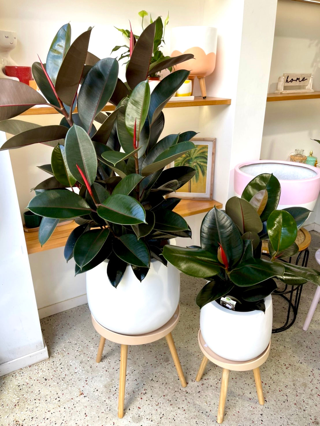rubber tree delivery Rubber Plant Burgundy 250mm (pickup/delivery)