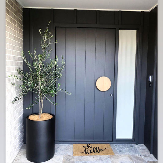 Large Olive tree 300mm (pickup/delivery)