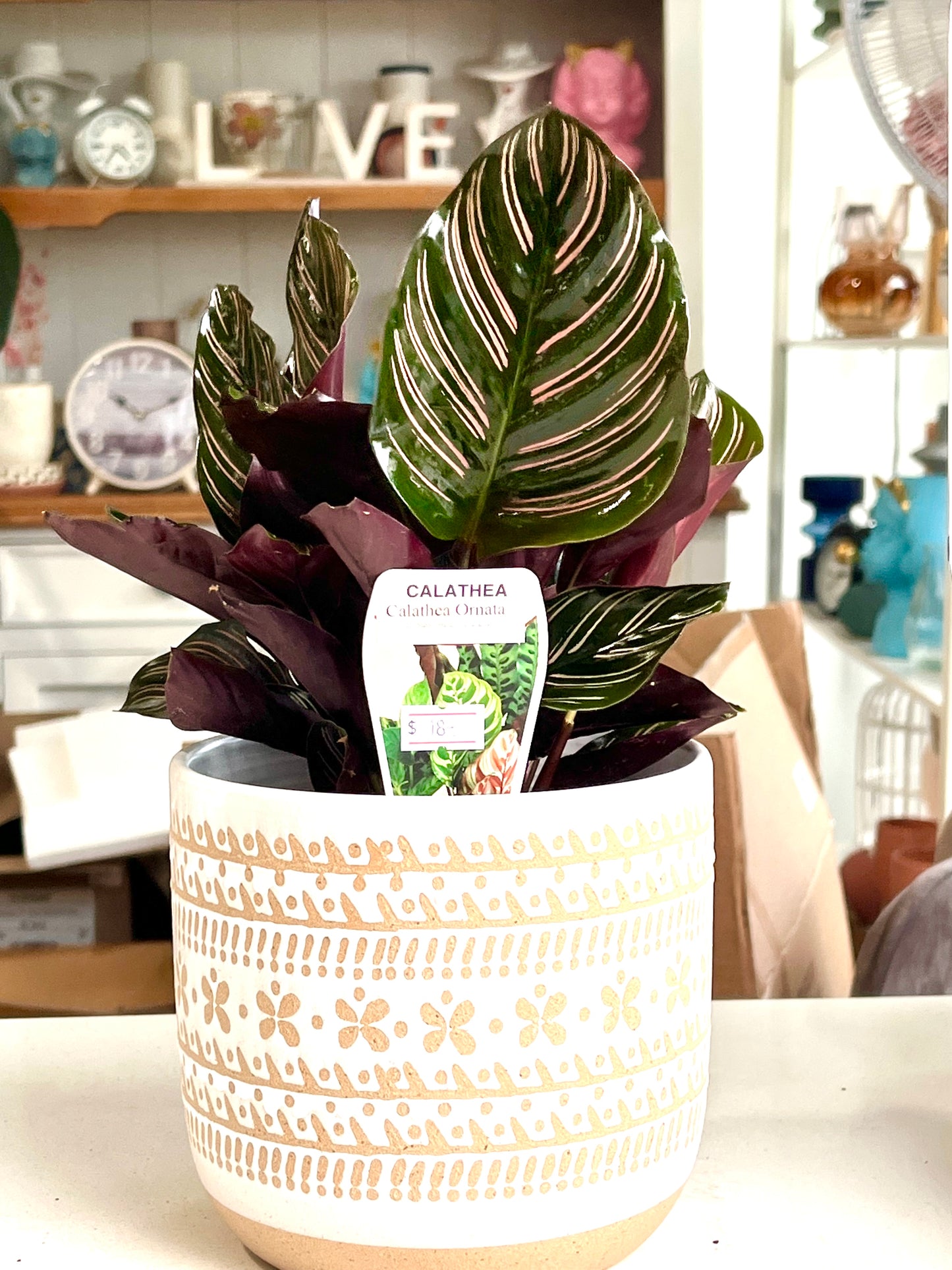 Calathea Ornata 130mm pot Indoor Plant (Pick up/delivery)