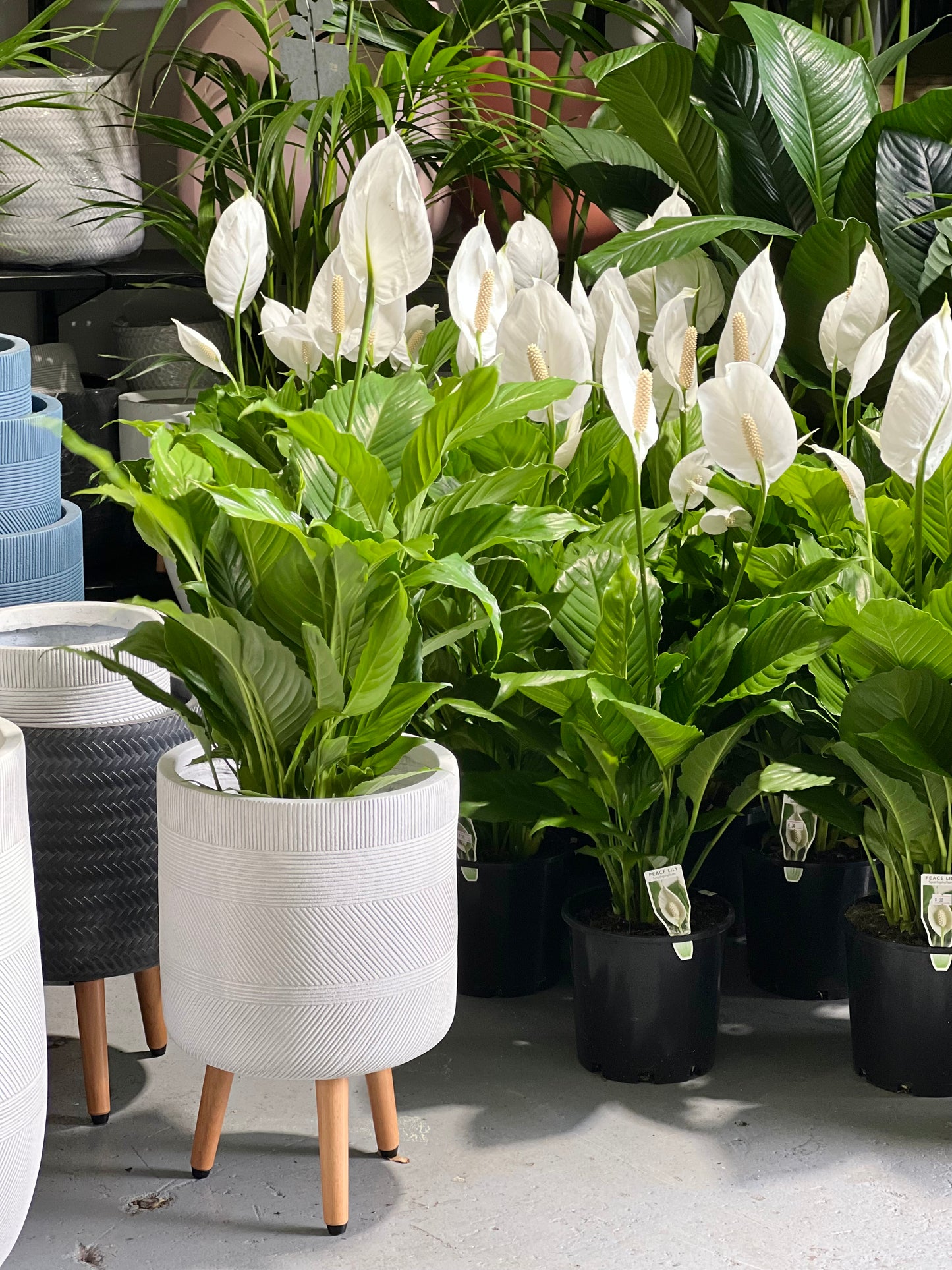 Peace lily 200mm pot (Pickup/Delivery)
