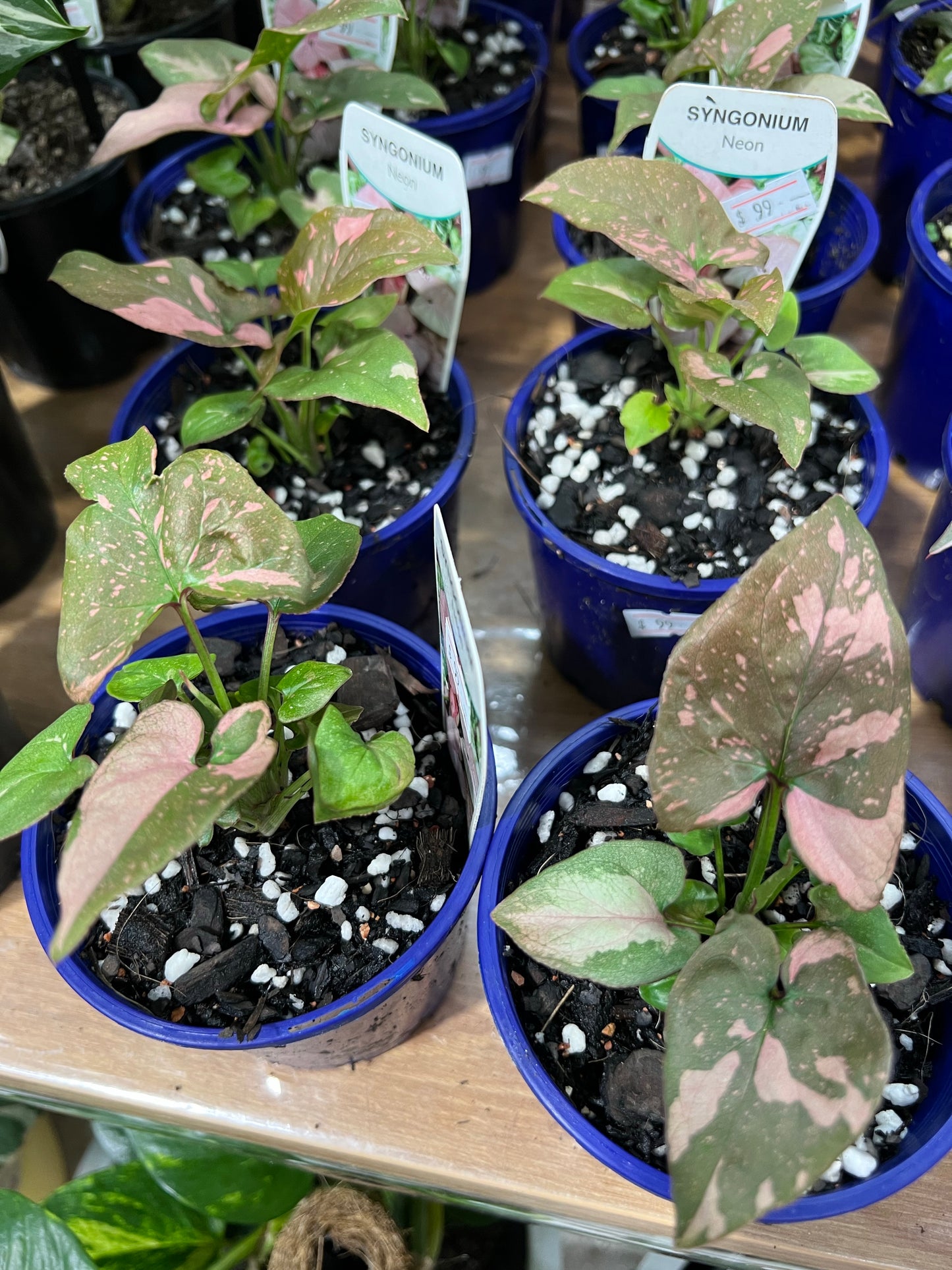 RARE PLANT Syngonium Red Spot 100mm (Pick up/delivery)