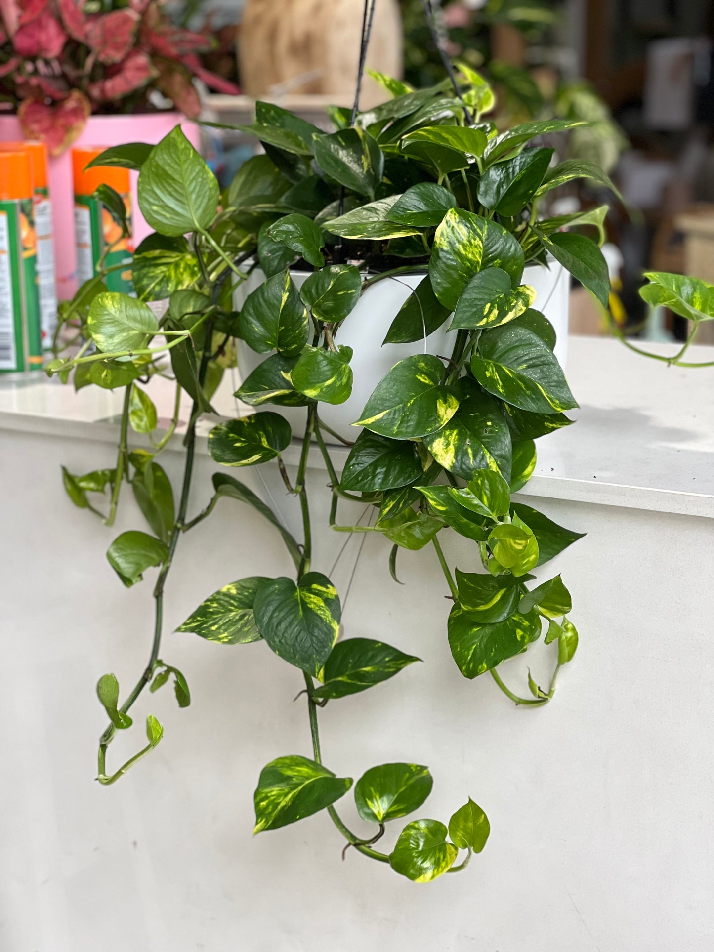 Devils ivy pothos 200mm hanger (Pick up/delivery)
