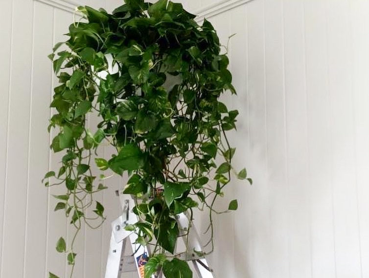 hanging devils ivy plant Large Devils ivy 270mm hanger (Pick up/delivery)