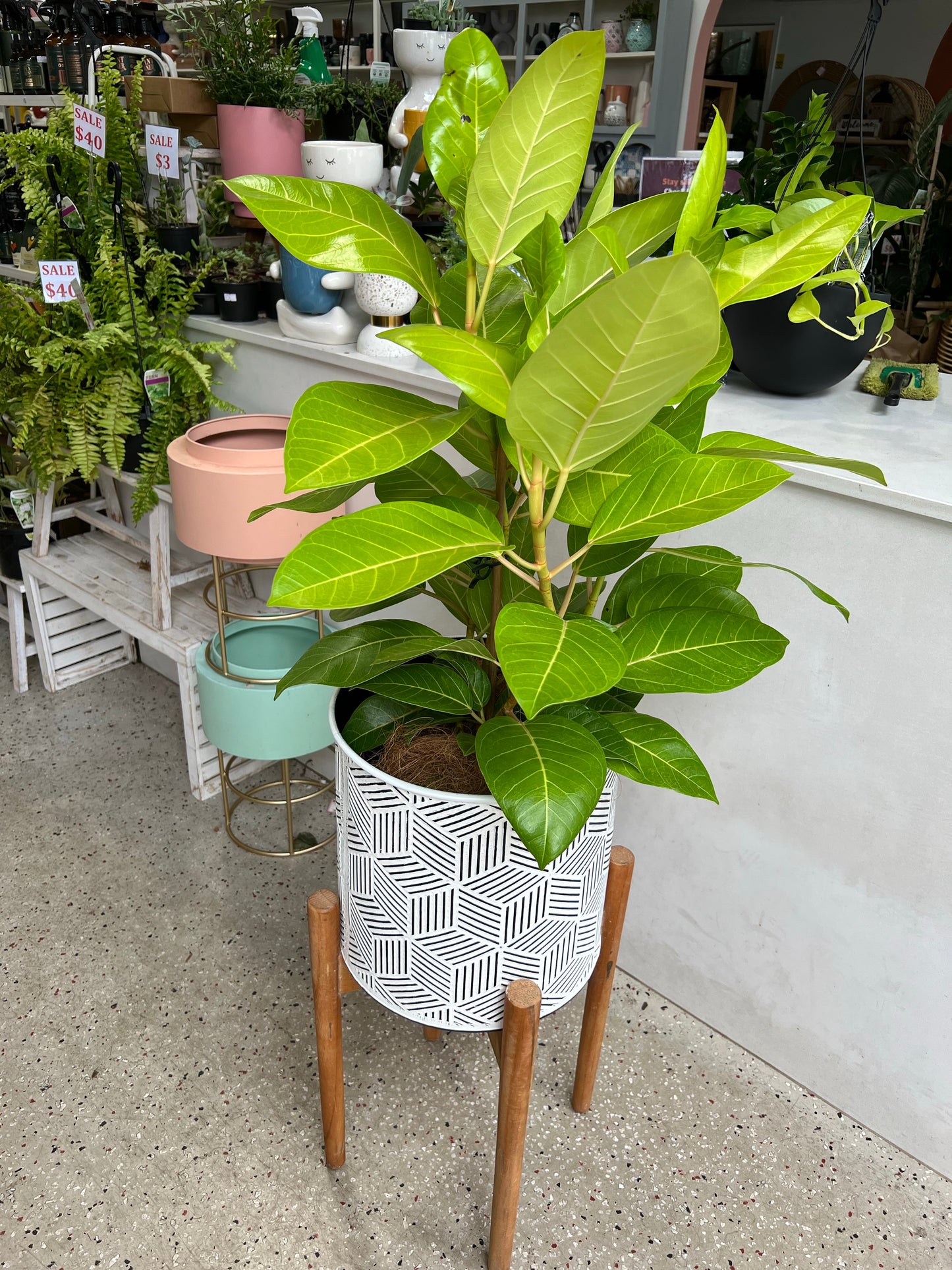 Rubber Plant Tineke Lime 200mm (pickup/delivery)
