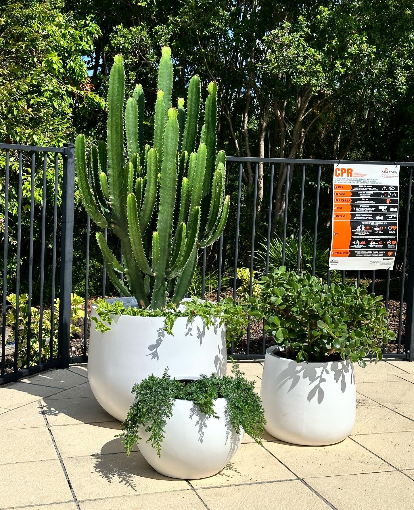 Cowboy Cactus ๐ต 280mm&400mm (Pickup/Delivery)