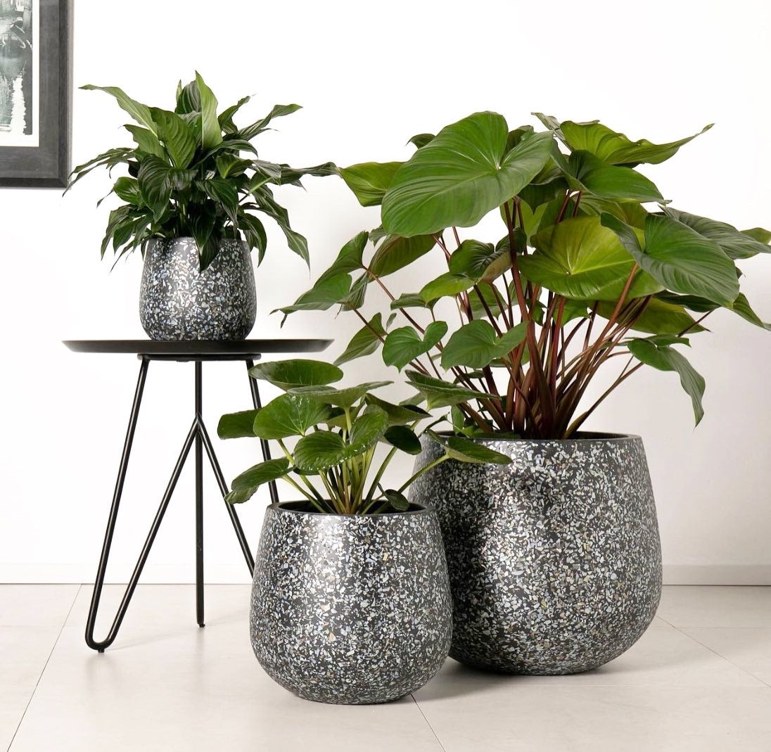 monza plant pot NY Monza In Black Pot( pickup/delivery ) – Little Leaf Decor