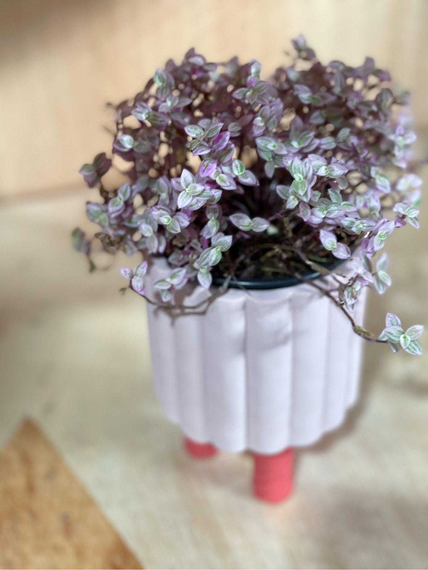 Pink lady plant 100mm (pickup/delivery)