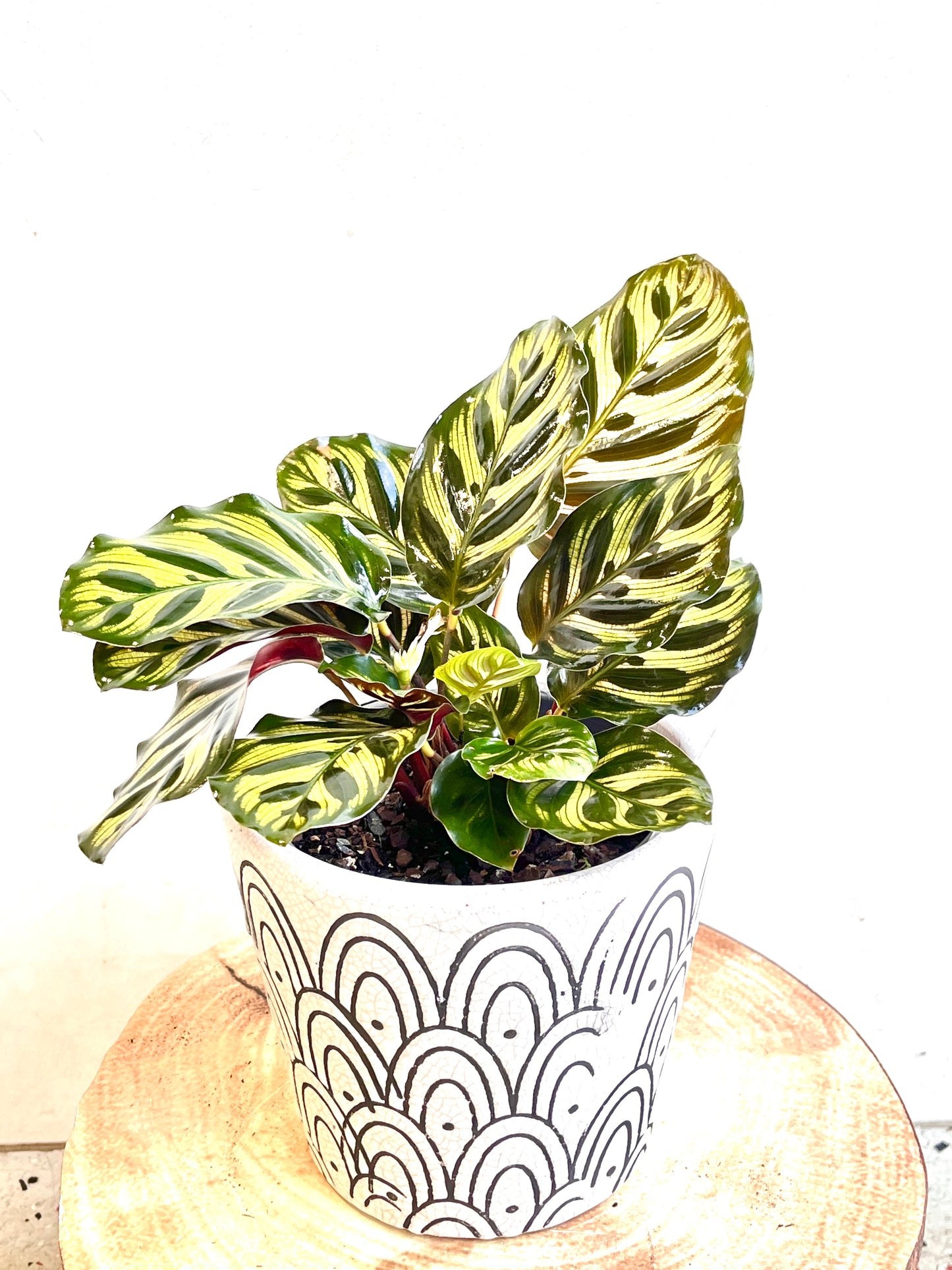 Calathea Makoyama 130mm pot Indoor Plant (Pick up/delivery)