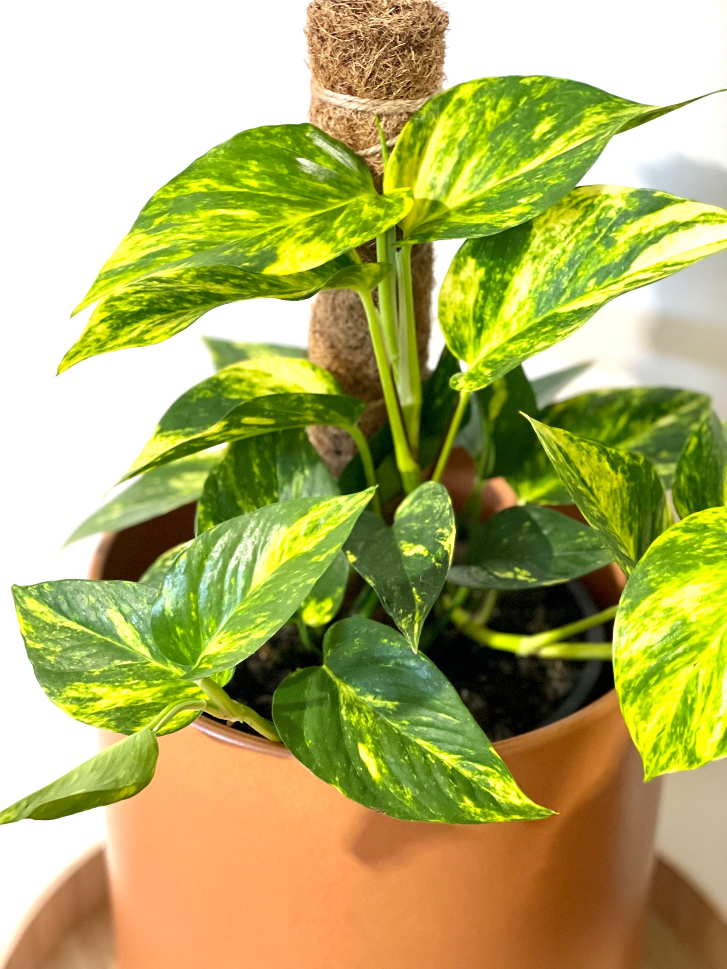 Devils ivy Golden Pothos 200mm pot (Pick up/delivery)