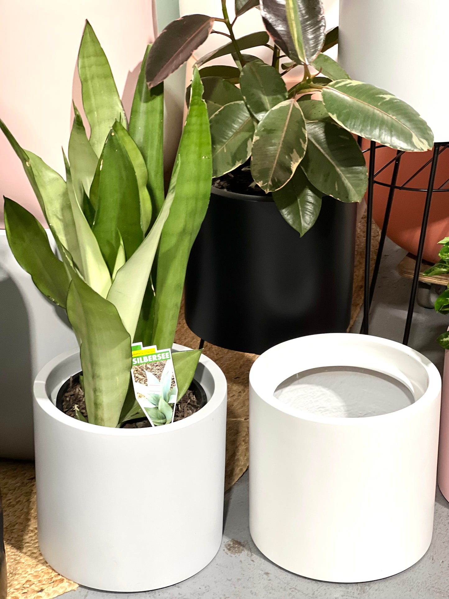 NY Candy Day Lightweight Pots  (Pick up/Delivery)