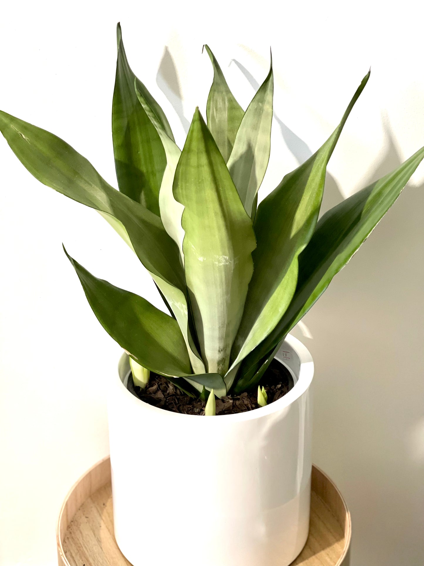 Snake Plant light green 200mm pot (Pick up/delivery)