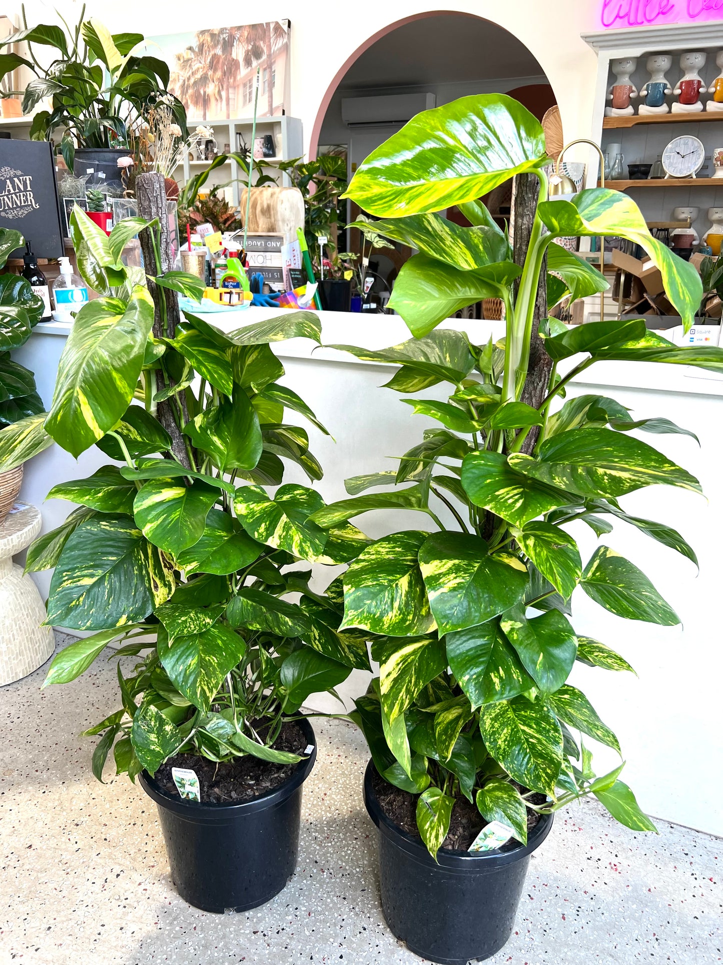 Large Devils ivy Green& Gold totem(Pick up/delivery)