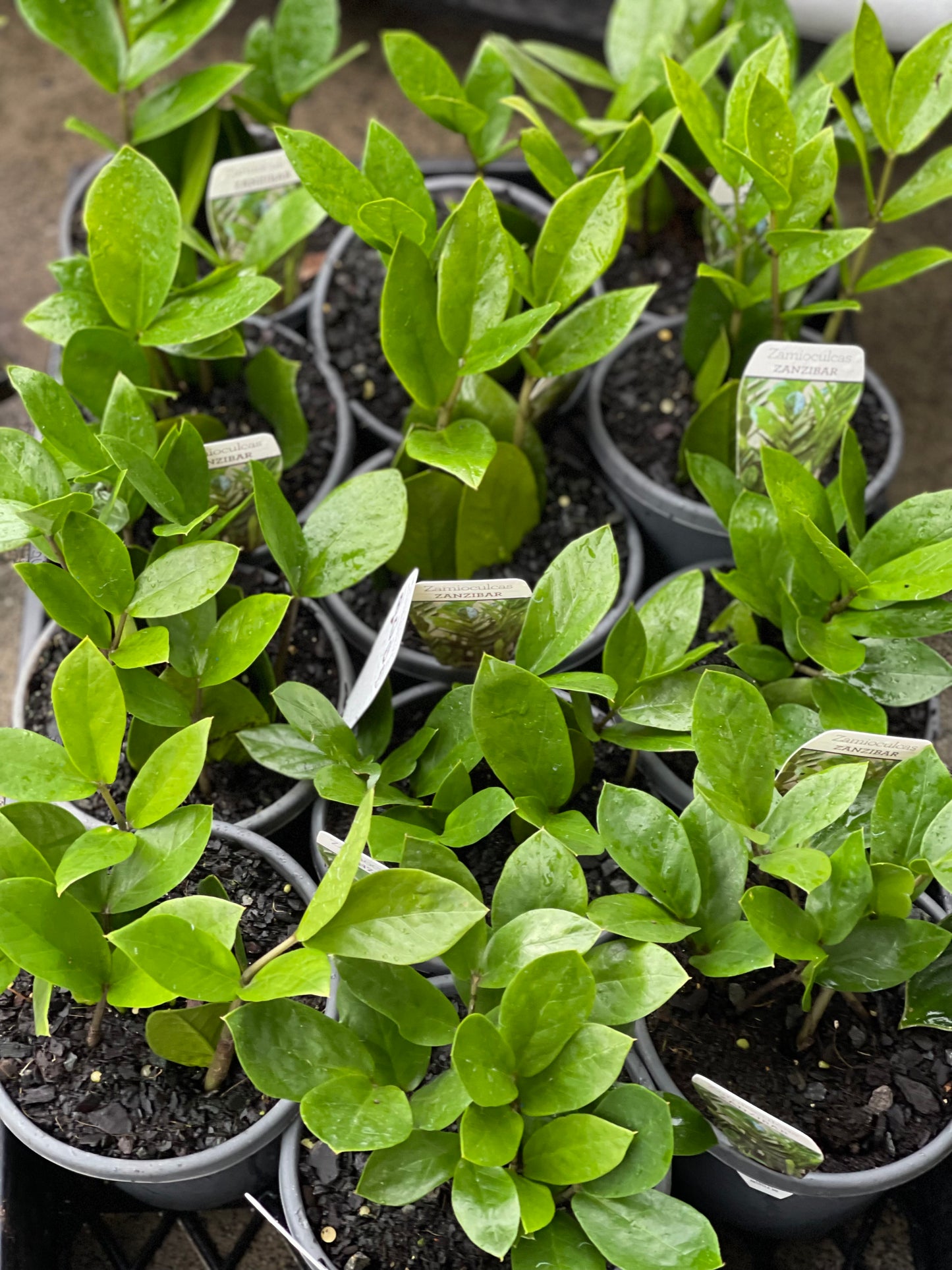 Zanzibar Gem Plant 130mm (pickup/delivery)