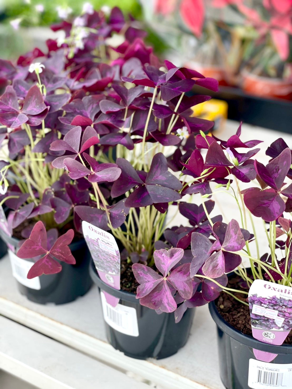 Rare Plant Oxalis triangularis 130mm pot (Pick up/delivery)