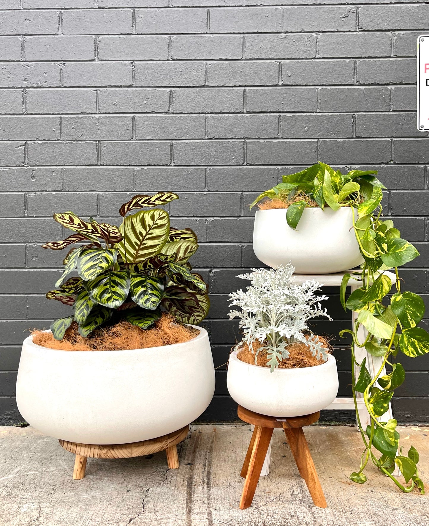 Succulent bowls/pots lightweight pots Pick up/Delivery)