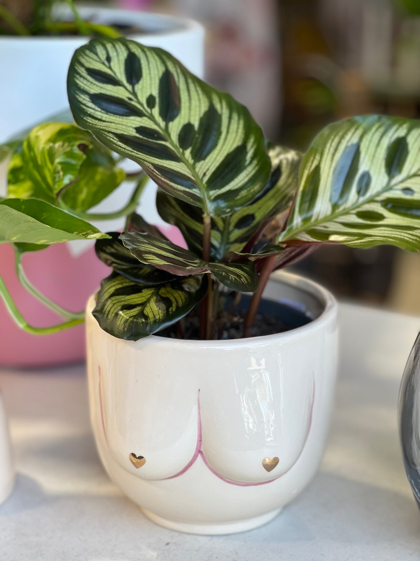 Calathea Makoyama 130mm pot Indoor Plant (Pick up/delivery)