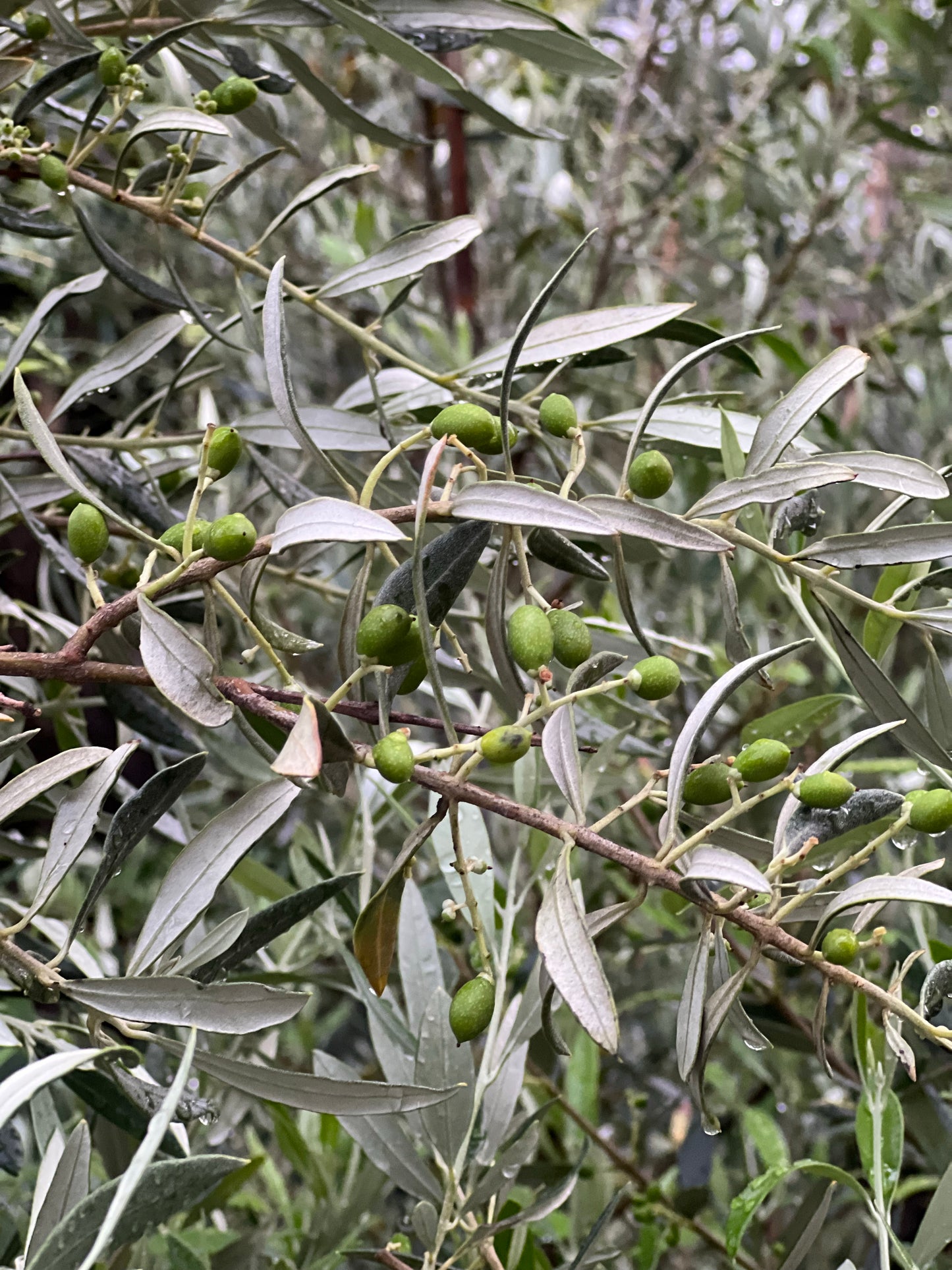 Large Olive tree 300mm (pickup/delivery)