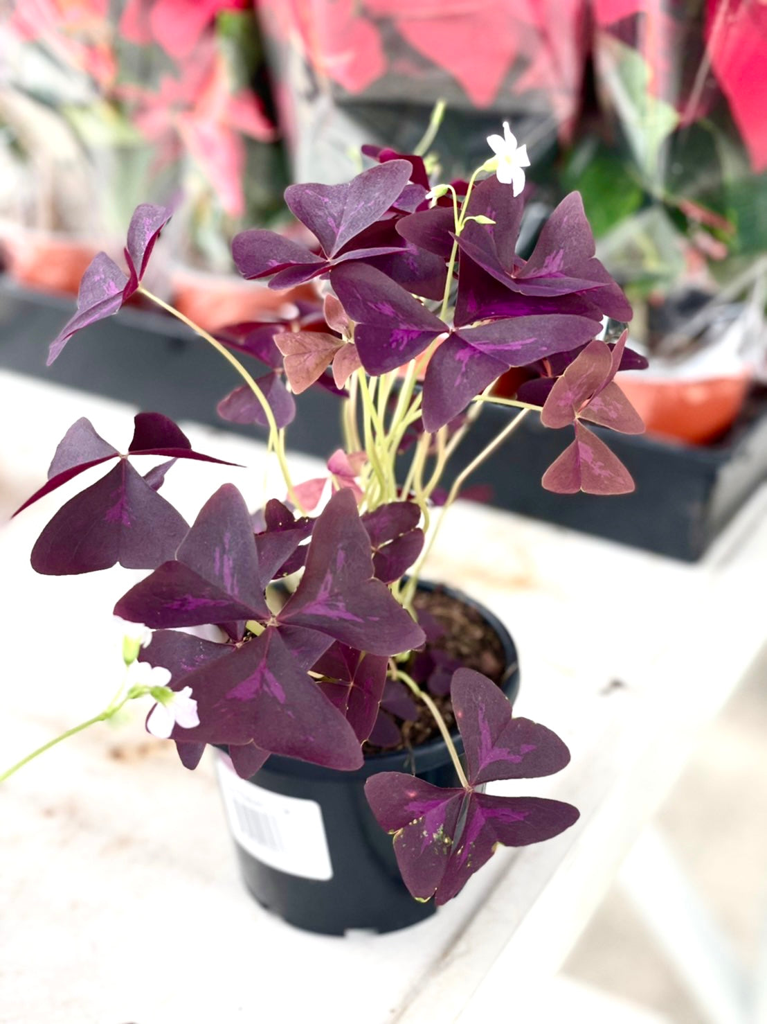 Rare Plant Oxalis triangularis 130mm pot (Pick up/delivery)