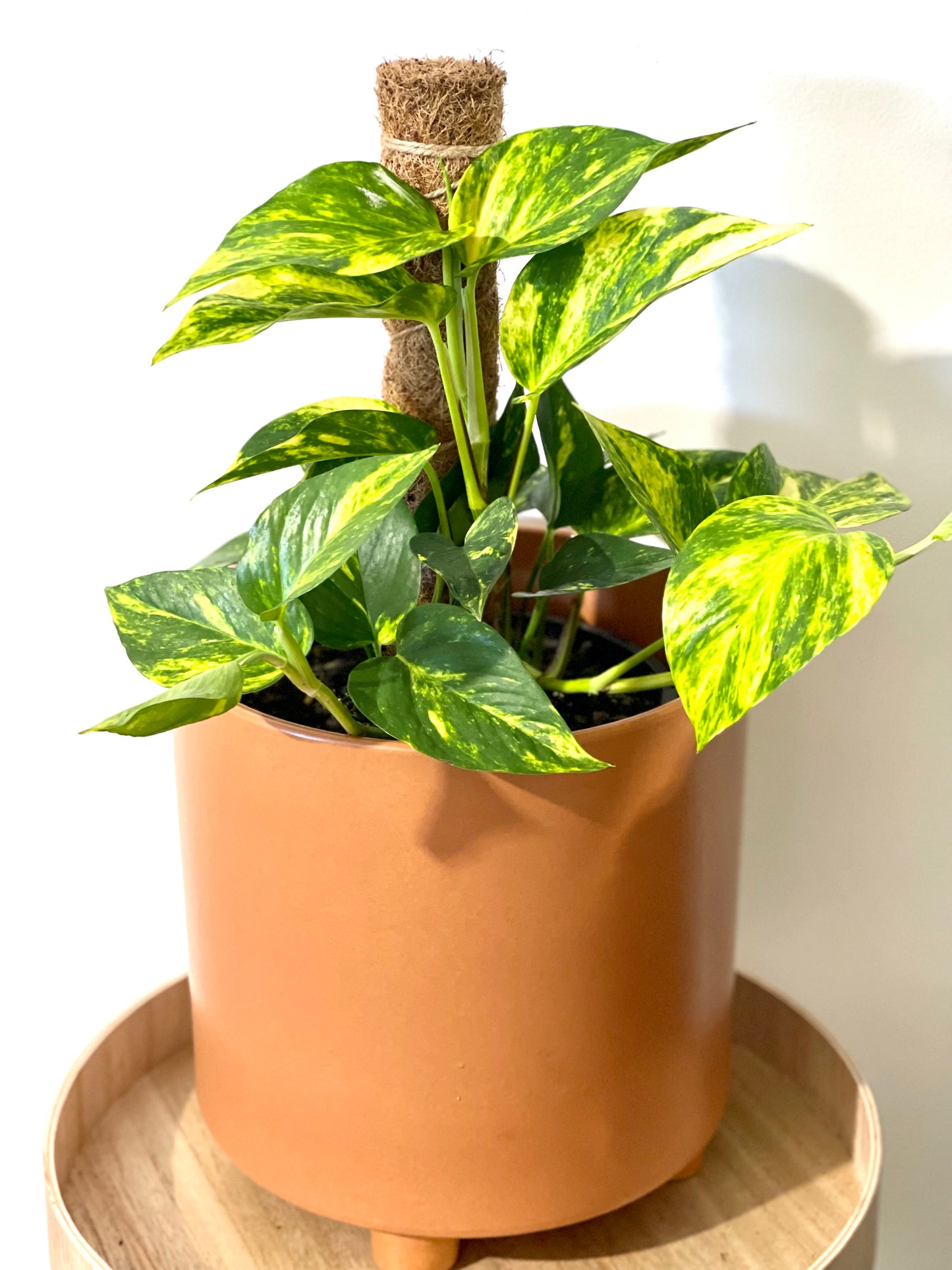 Devils ivy Golden Pothos 200mm pot (Pick up/delivery)
