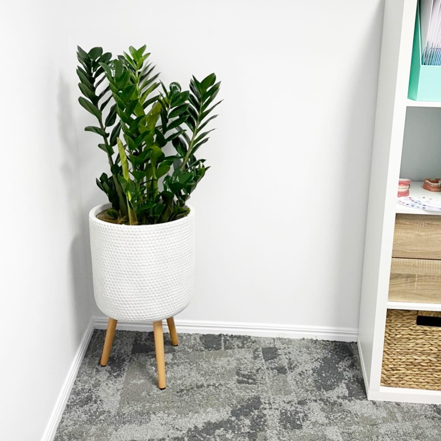 indoor zanzibar plant Zanzibar Gem Plant 300mm (pickup/delivery)