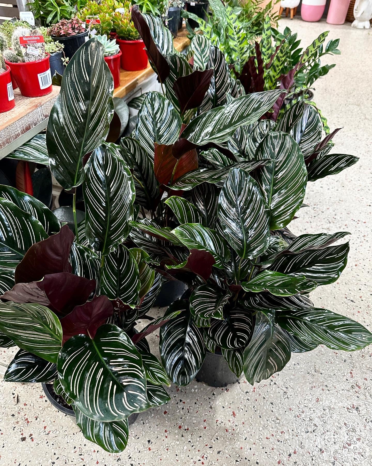 calathea ornata indoor plant Calathea Ornata 200mm Indoor Plant (Pick up/delivery)