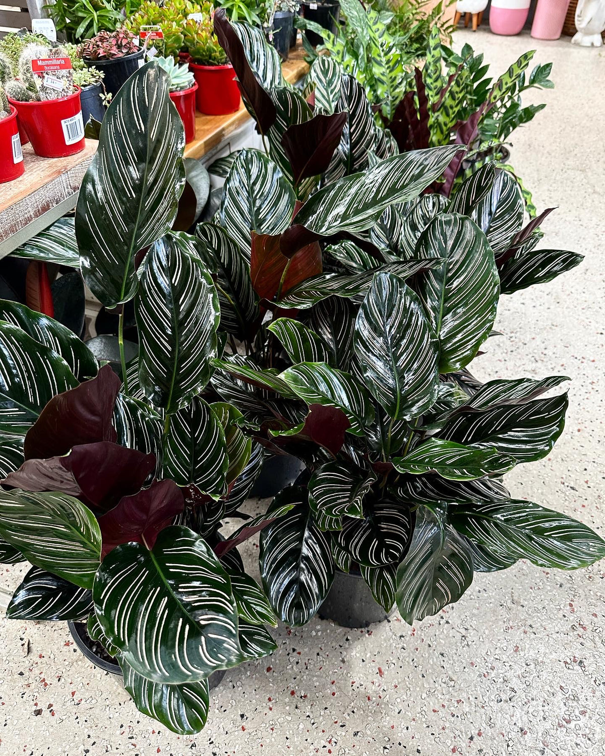 Calathea Ornata 200mm Indoor Plant  (Pick up/delivery)