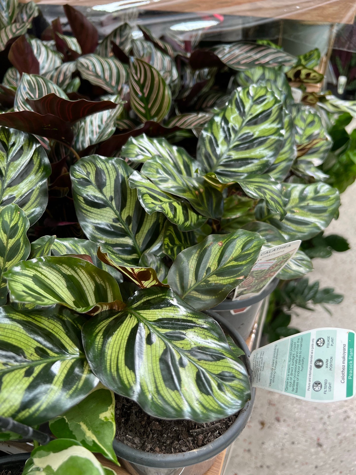 Calathea Makoyama 130mm pot Indoor Plant (Pick up/delivery)
