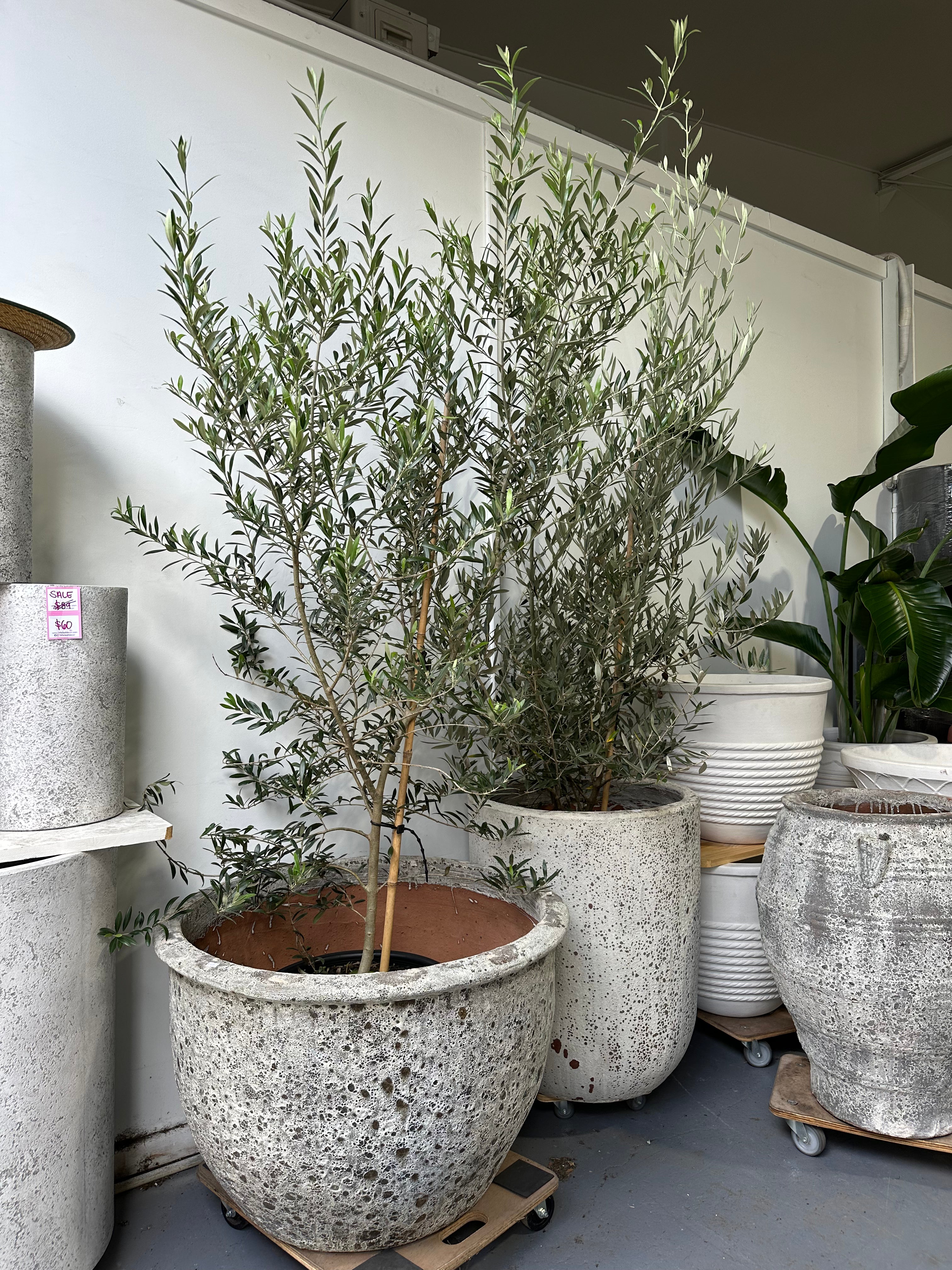 olive tree potted plant Large Olive tree 400mm (pickup/delivery)