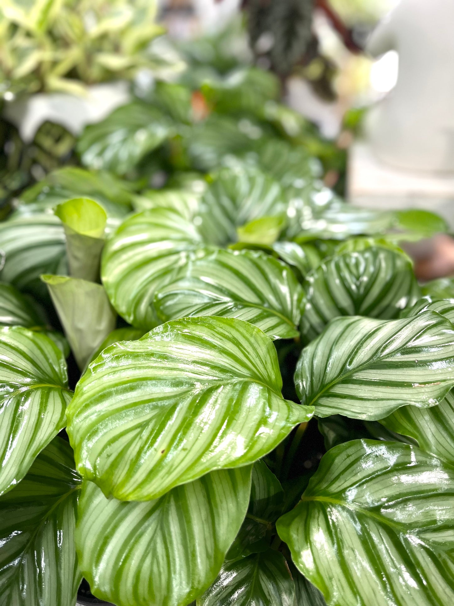 Calathea Orbifolia 130 mm pot Indoor Plant (Pick up/delivery)