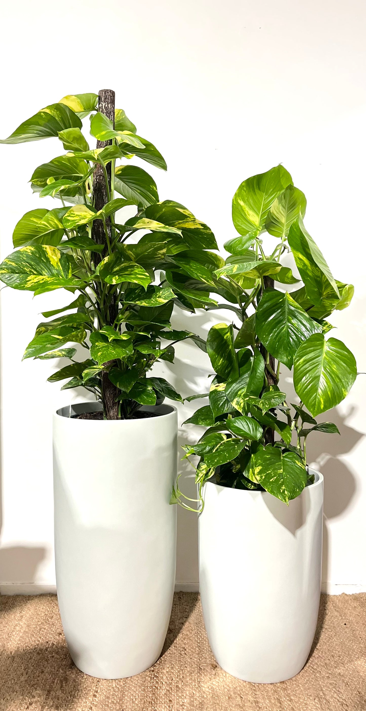 Large Devils ivy Green& Gold totem(Pick up/delivery)