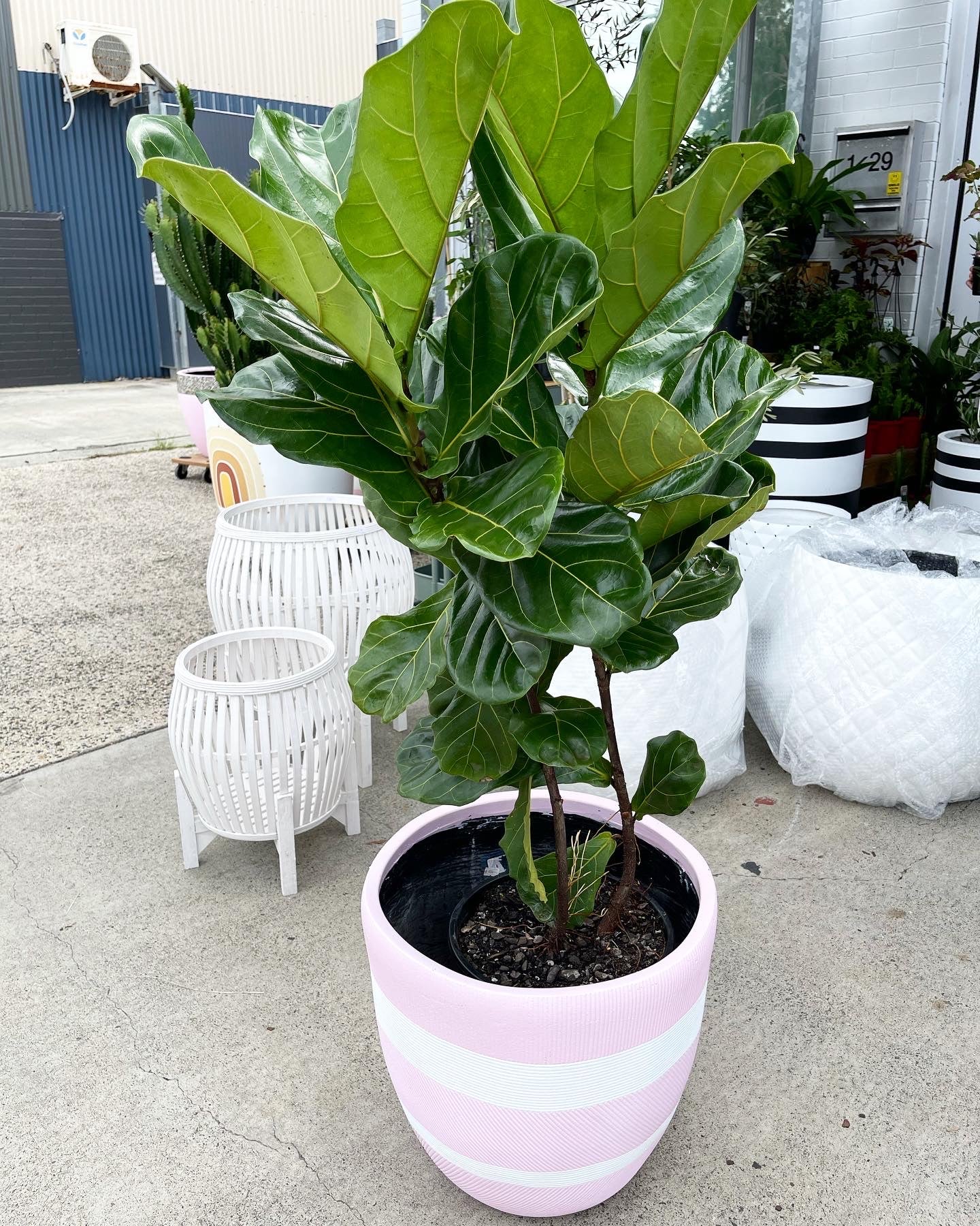 Fiddle leaf fig 80cm-1m tall 250mm pot (pick up/delivery)