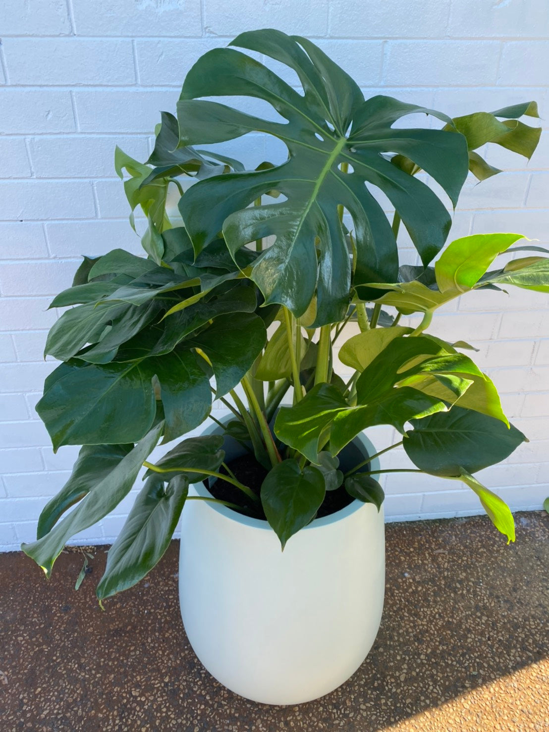 Monstera 250mm pot Pick up/Delivery