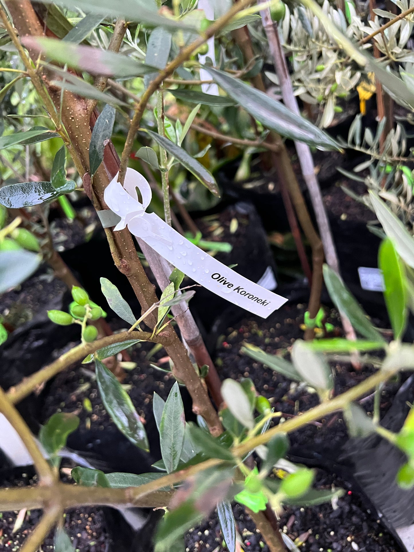 Large Olive tree 300mm (pickup/delivery)