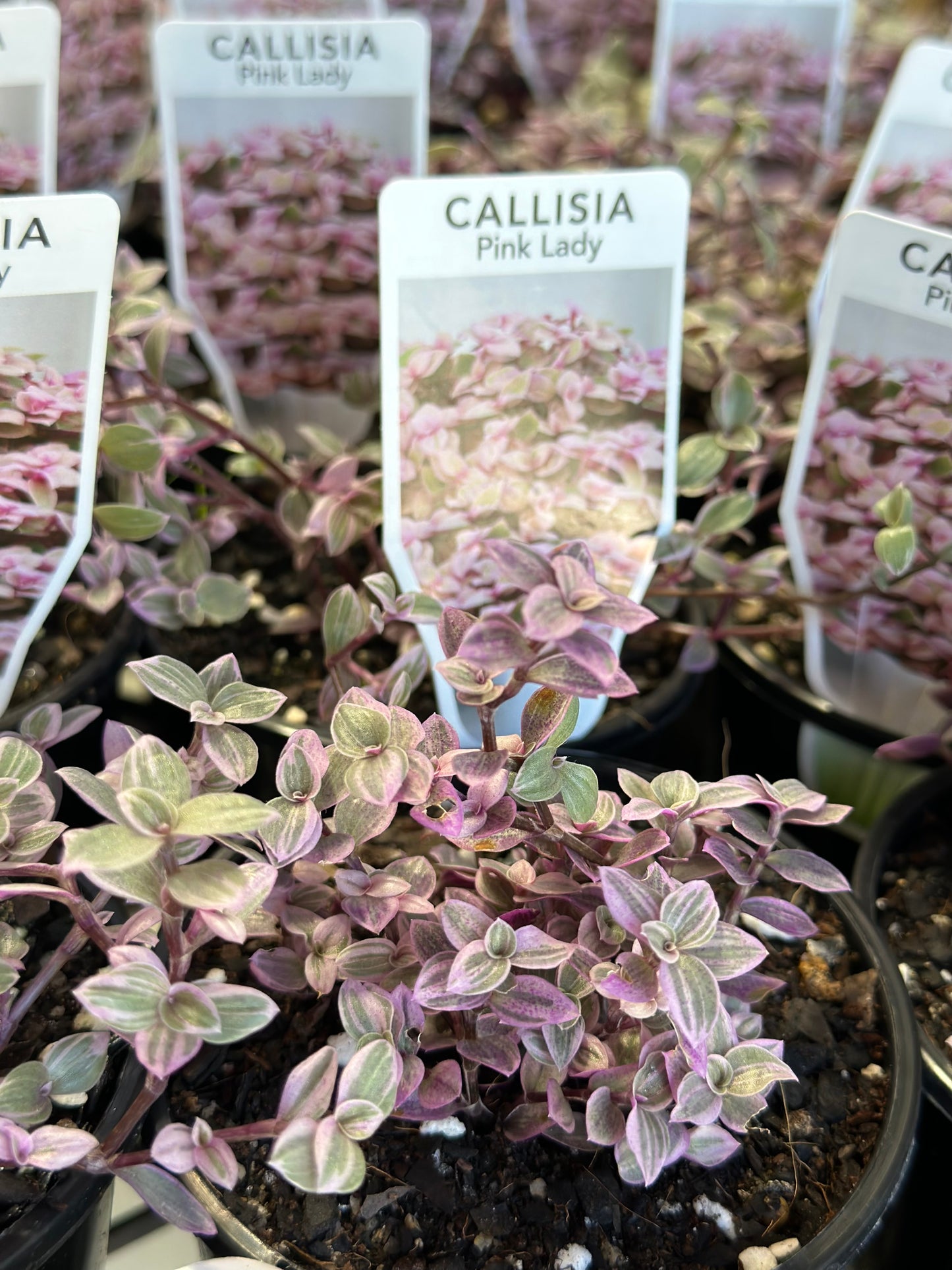 Pink lady plant 100mm (pickup/delivery)