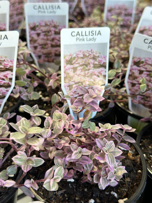 Pink lady plant  100mm (pickup/delivery)